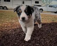 Sassy, a female Australian Shepherd for sale in Wirtz, VA – Photo 6 of 10