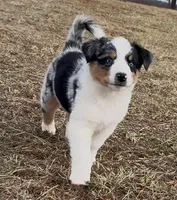 Sassy, a female Australian Shepherd for sale in Wirtz, VA – Photo 1 of 10