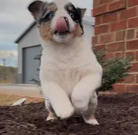 Sassy, a female Australian Shepherd for sale in Wirtz, VA – Photo 9 of 10