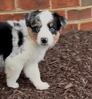Sassy, a female Australian Shepherd for sale in Wirtz, VA – Photo 7 of 10