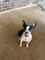Bella’s First Litter , a  Boston Terrier for sale in Fulshear, TX – 2 of 2