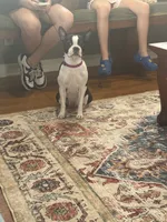 Bella’s First Litter , a  Boston Terrier for sale in Fulshear, TX – 1 of 2