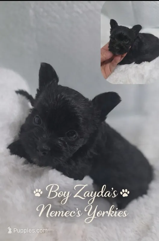 Zayda & Tuckers  boy 1  – Yorkshire Terrier puppy for sale in Delano, TN