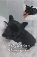 Zayda & Tuckers  boy 1 , a male Yorkshire Terrier for sale in Delano, TN – 1 of 2