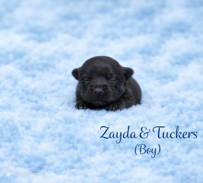 Zayda & Tuckers  boy 1  – Yorkshire Terrier puppy for sale in Delano, TN