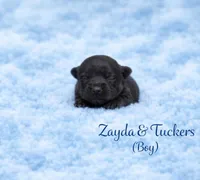 Zayda & Tuckers  boy 1 , a male Yorkshire Terrier for sale in Delano, TN – 2 of 2