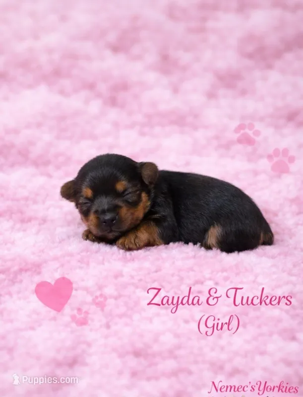 Zayda & Tuckers girl 1, a female Yorkshire Terrier for sale in Delano, TN – Photo 1 of 1