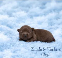 Zayda & Tuckers  boy 2, a male Yorkshire Terrier for sale in Delano, TN – 2 of 2