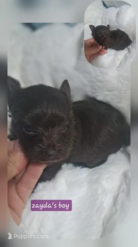 Zayda & Tuckers  boy 2 – Yorkshire Terrier puppy for sale in Delano, TN