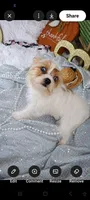 Bella boy 2 , a male Yorkshire Terrier for sale in Delano, TN – 4 of 6