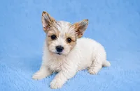 Bella boy 2 , a male Yorkshire Terrier for sale in Delano, TN – 2 of 6