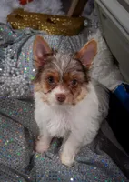Hazels boy, a male Yorkshire Terrier for sale in Delano, TN – 2 of 3