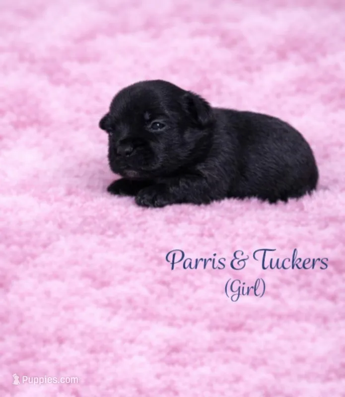 Parris &Tuckers girl 1  – Yorkshire Terrier puppy for sale in Delano, TN