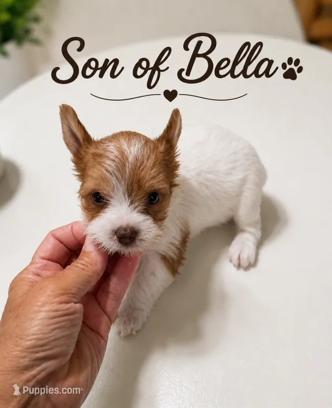 Bella's boy 1 – Yorkshire Terrier puppy for sale in Delano, TN