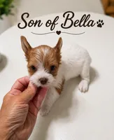 Bella's boy 1, a male Yorkshire Terrier for sale in Delano, TN – 1 of 1