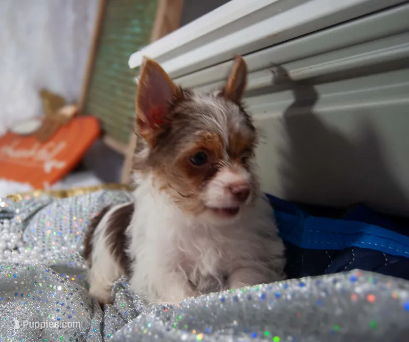 Hazels boy – Yorkshire Terrier puppy for sale in Delano, TN