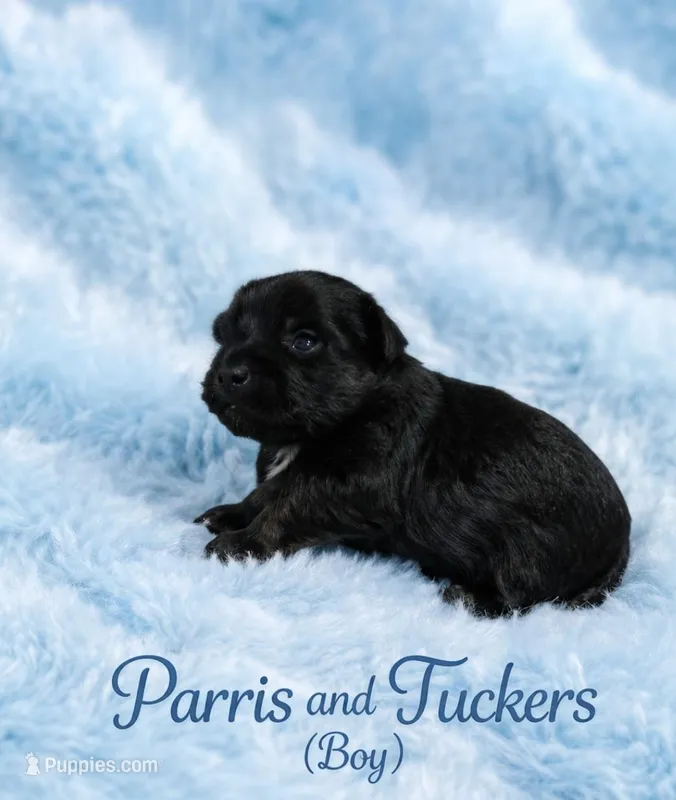 Parris &Tuckers boy 1 – Yorkshire Terrier puppy for sale in Delano, TN