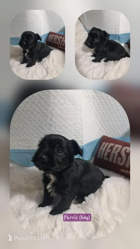 Parris &Tuckers boy 1 – Yorkshire Terrier puppy for sale in Delano, TN