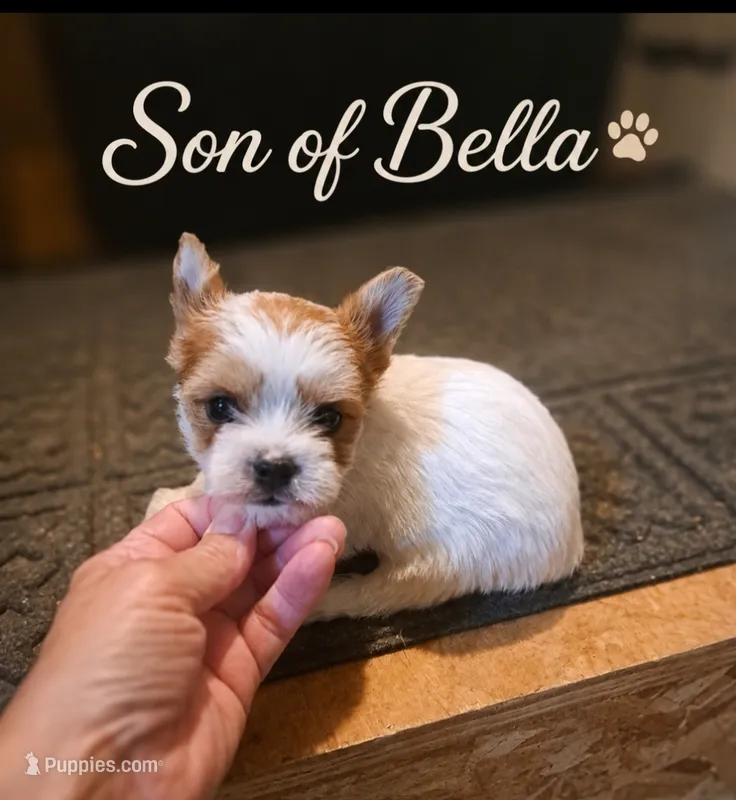Bella boy 2  – Yorkshire Terrier puppy for sale in Delano, TN