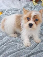 Bella boy 2 , a male Yorkshire Terrier for sale in Delano, TN – 6 of 6