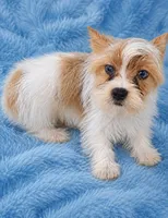 Bella boy 2 , a male Yorkshire Terrier for sale in Delano, TN – 5 of 6