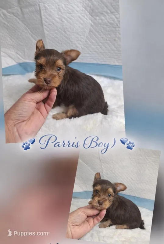 Parris &Tuckers boy 2 – Yorkshire Terrier puppy for sale in Delano, TN