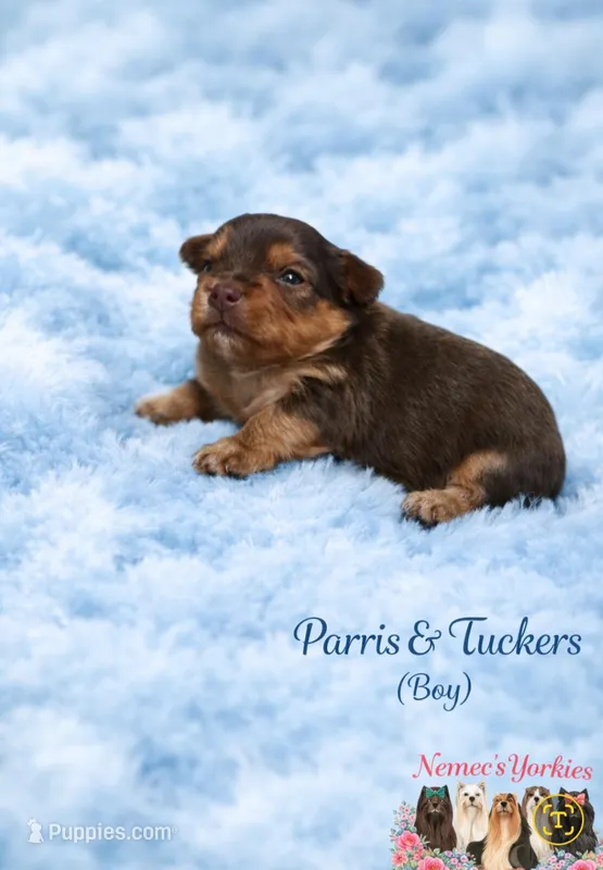 Parris &Tuckers boy 2 – Yorkshire Terrier puppy for sale in Delano, TN