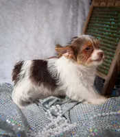 Hazels boy2, a male Yorkshire Terrier for sale in Delano, TN – 3 of 3