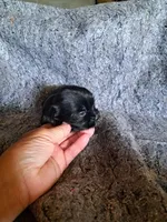 Kacy, a female Yorkshire Terrier for sale in Delano, TN – Photo 4 of 6