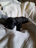 Kacy, a female Yorkshire Terrier for sale in Delano, TN – Photo 6 of 6