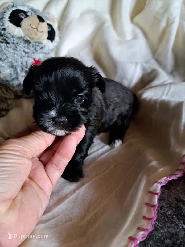 Kacy, a female Yorkshire Terrier for sale in Delano, TN – Photo 1 of 6