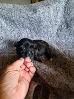 Kacy, a female Yorkshire Terrier for sale in Delano, TN – Photo 3 of 6