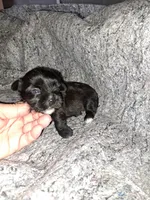 Kacy, a female Yorkshire Terrier for sale in Delano, TN – Photo 5 of 6