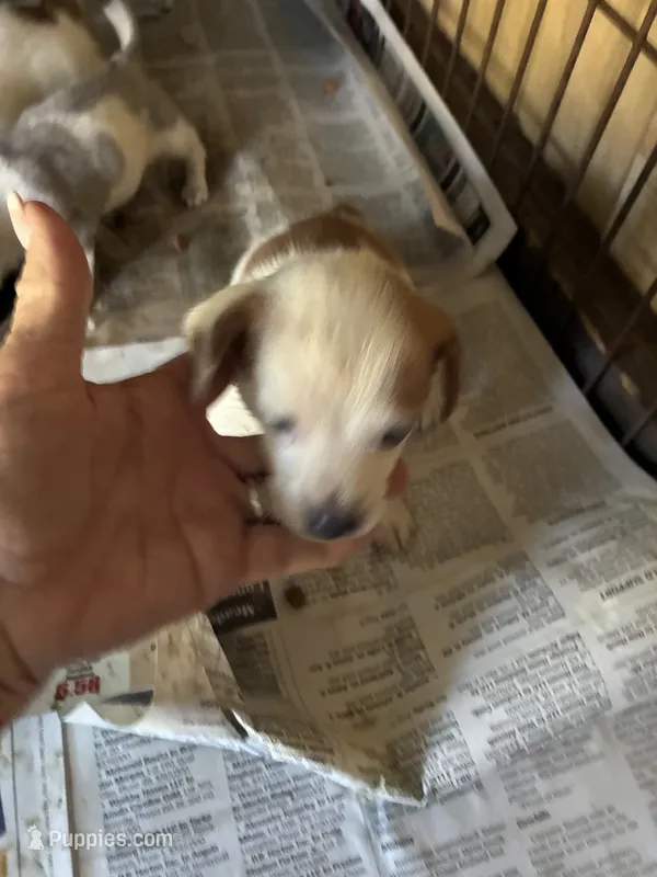 Wally – Chiweenie puppy for sale in North Carolina, NC