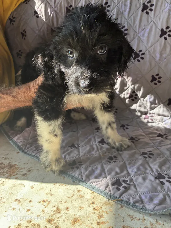 Cheyenne – Aussiedoodle puppy for sale in North Carolina, NC
