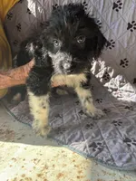 Cheyenne, a female Aussiedoodle for sale in North Carolina, NC – 1 of 1