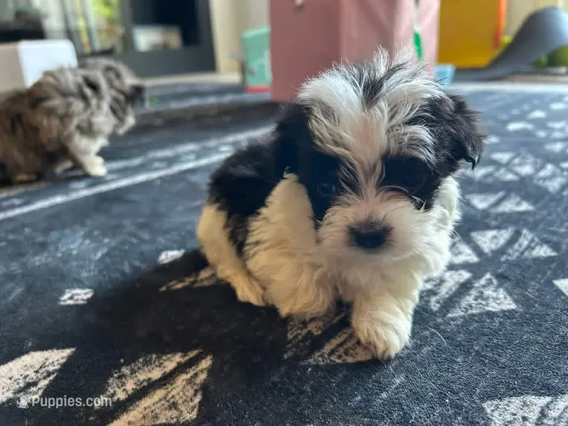 Marley – Morkie puppy for sale in North Carolina, NC