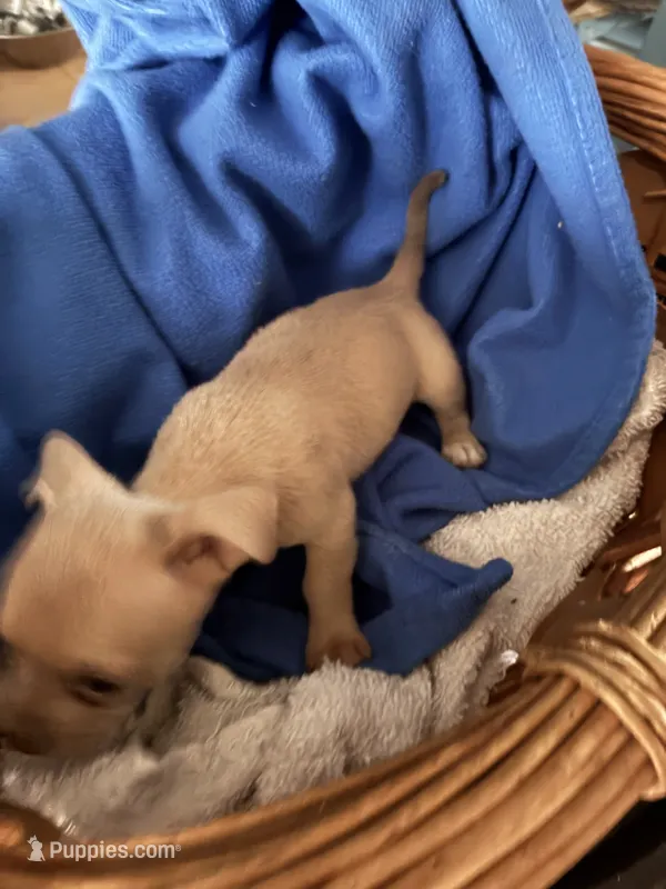 Max – Chihuahua puppy for sale in North Carolina, NC