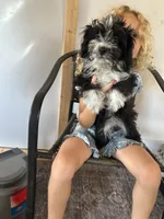 Jazz, a female Aussiedoodle for sale in North Carolina, NC – 2 of 3