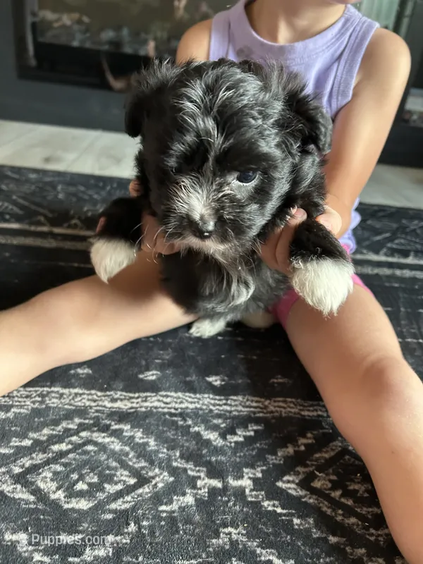 Muffin – Aussiedoodle puppy for sale in North Carolina, NC