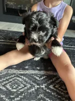 Muffin, a female Aussiedoodle for sale in North Carolina, NC – 1 of 1