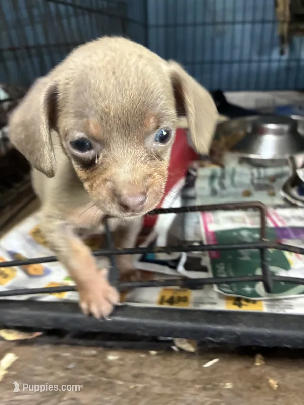 Jazzie  – Chiweenie puppy for sale in North Carolina, NC