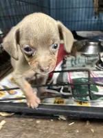 Jazzie , a female Chiweenie for sale in North Carolina, NC – 1 of 1