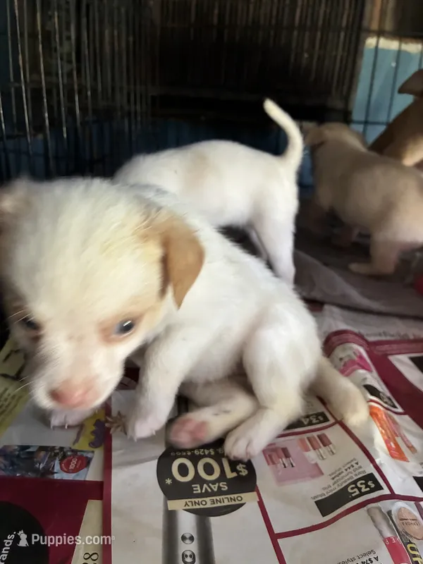 Trixie – Chihuahua puppy for sale in North Carolina, NC