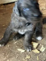 Rocky, a male Aussiedoodle for sale in North Carolina, NC – 1 of 3