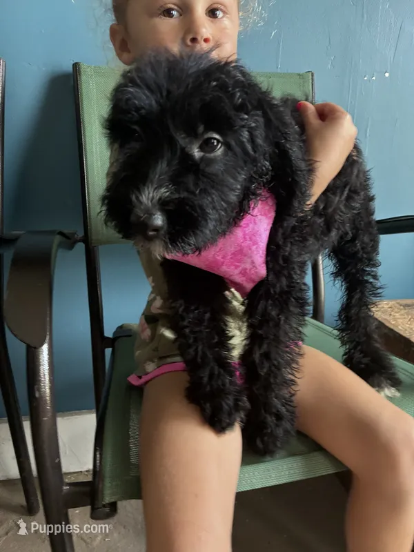 Ladybug – Aussiedoodle puppy for sale in North Carolina, NC