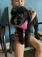 Ladybug, a female Aussiedoodle for sale in North Carolina, NC – 1 of 2