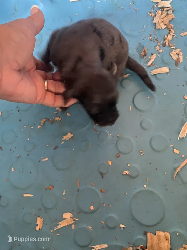 Magic – Australian Shepherd, Poodle - Standard  puppy for sale in North Carolina, NC
