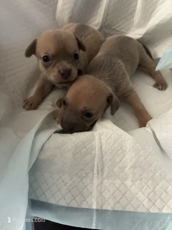 Tiny – Chihuahua puppy for sale in North Carolina, NC