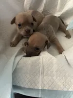 Tiny, a male Chihuahua for sale in North Carolina, NC – 1 of 1